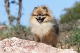 SPITZ ALLEMAND 282